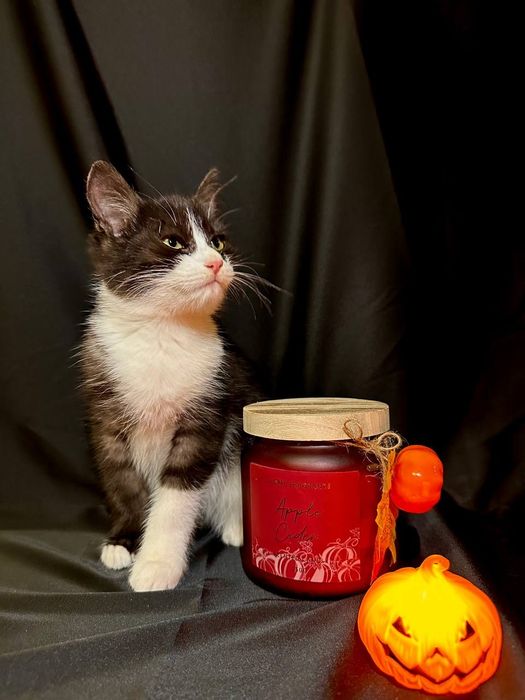 Котенок ласковый 4 месяца