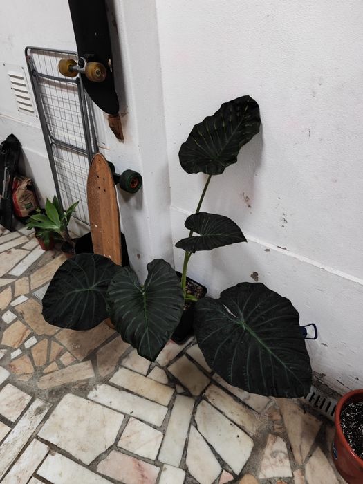 Alocasia GIGANTE 130cm Folhas 45cm