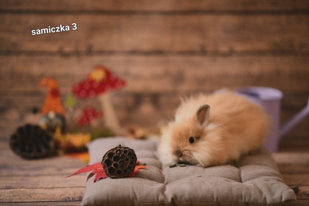 Królik Karzełek Teddy