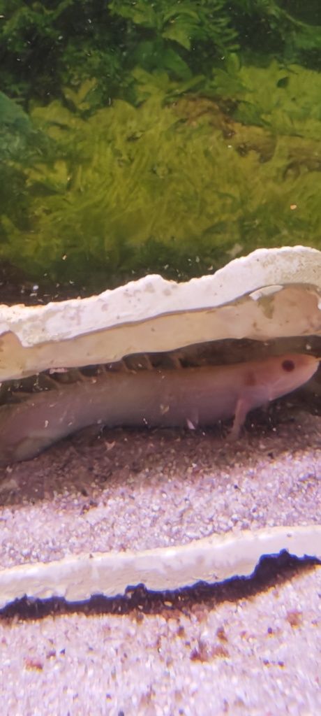 Polypterus senegalus