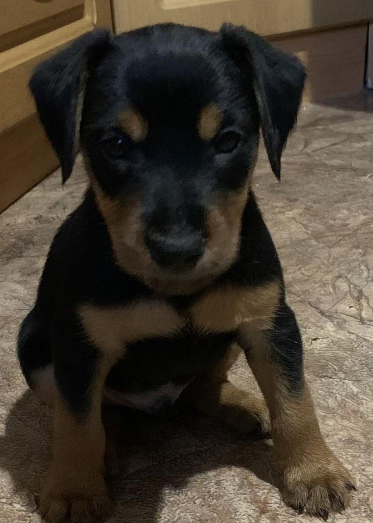 Німецький Ягдтер'єр 2міс.,родовід