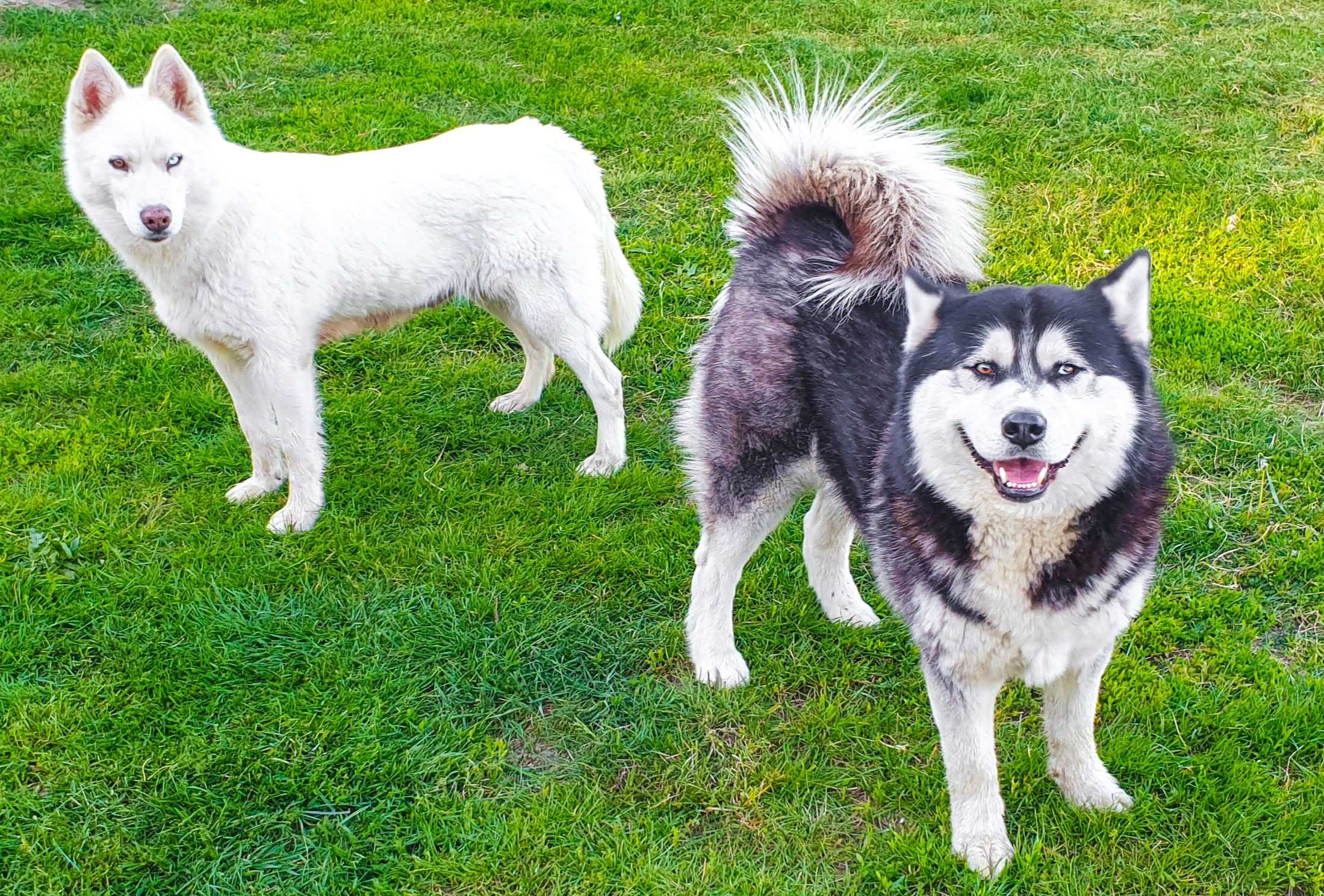 Siberian Husky Niebieskooka Suczka