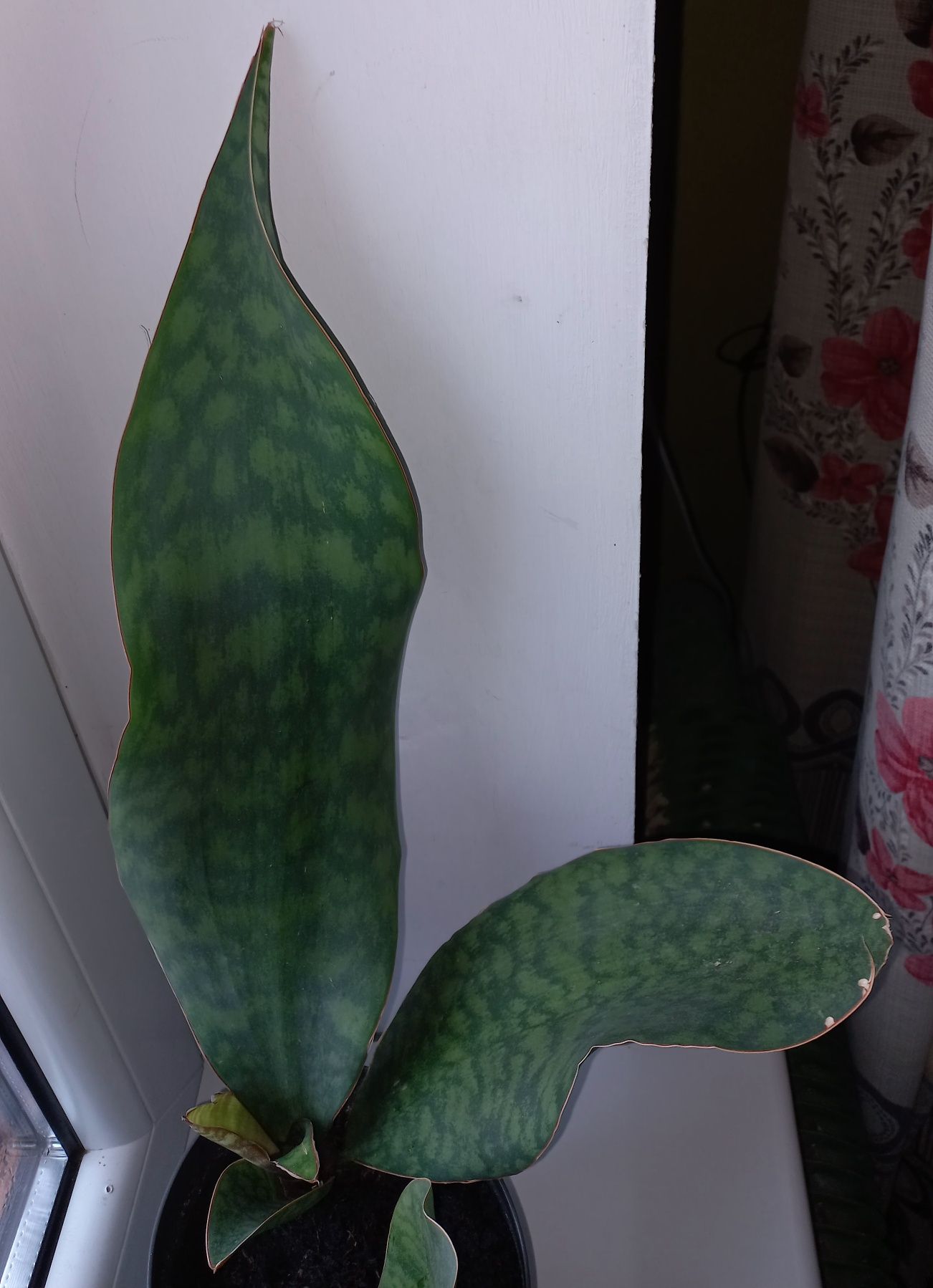 Sansevieria masoniana