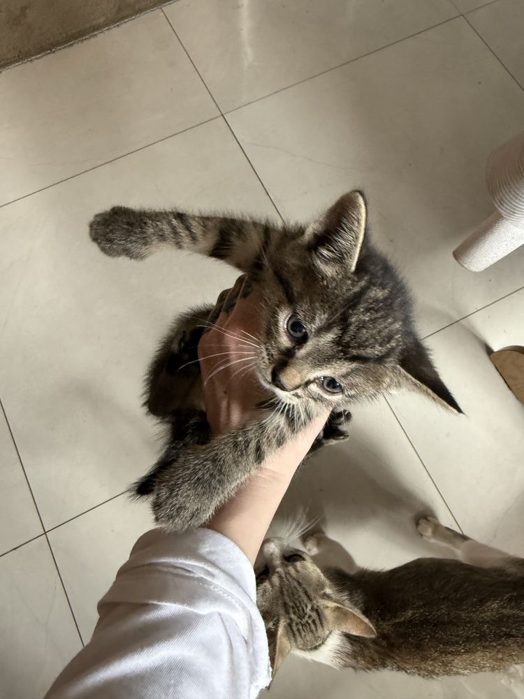 Oddam kotki w dobre ręce