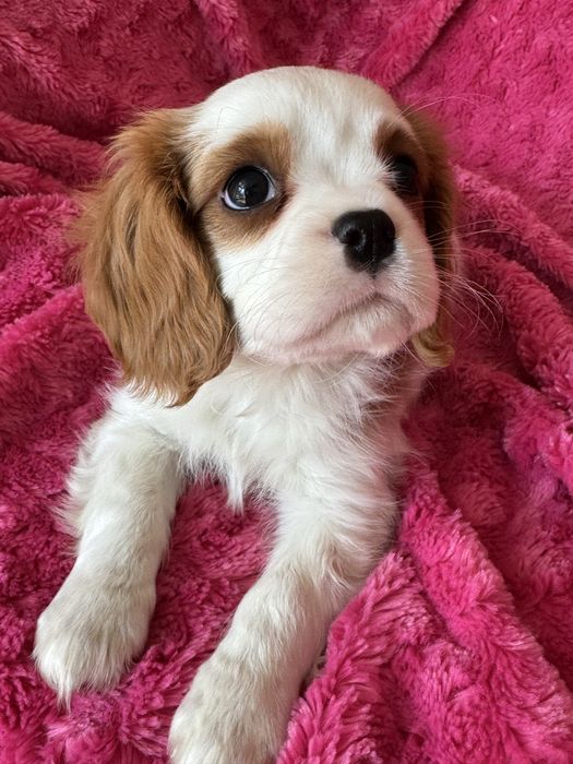 Piesek- Cavalier  King Charles Spaniel