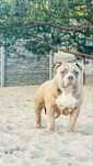 Szczeniak american bully suczka abkc