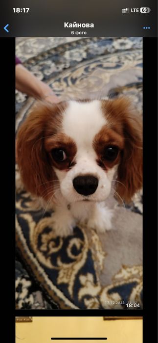 собака на вʼязку