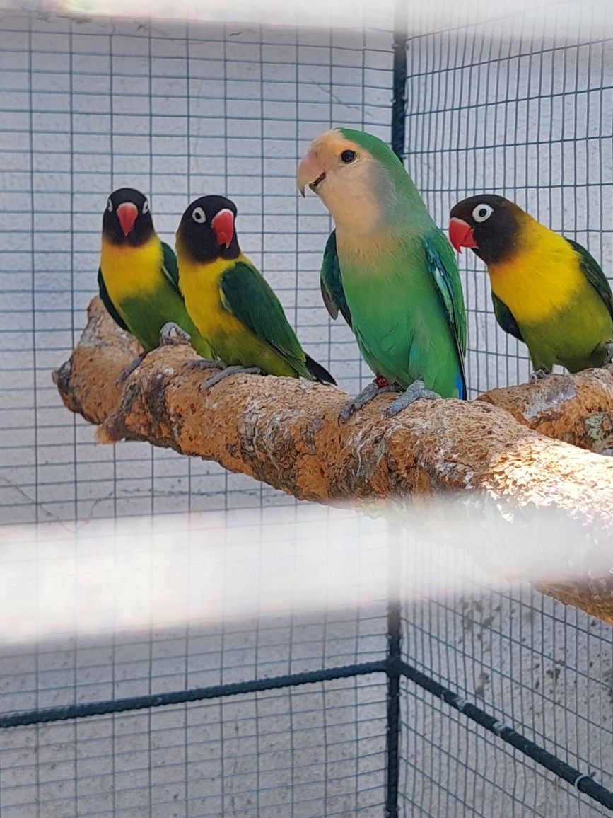 Agapornis roseicollis longfeather 2024