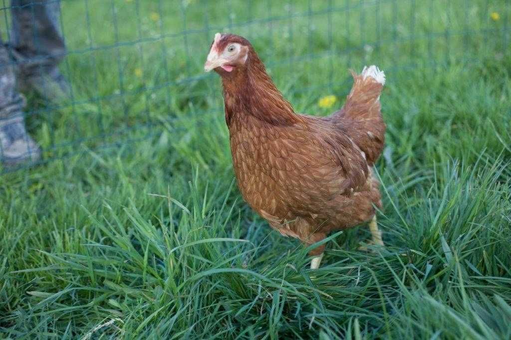 Kury kokoszki nioska Tetra brązowa odchowana super nioska