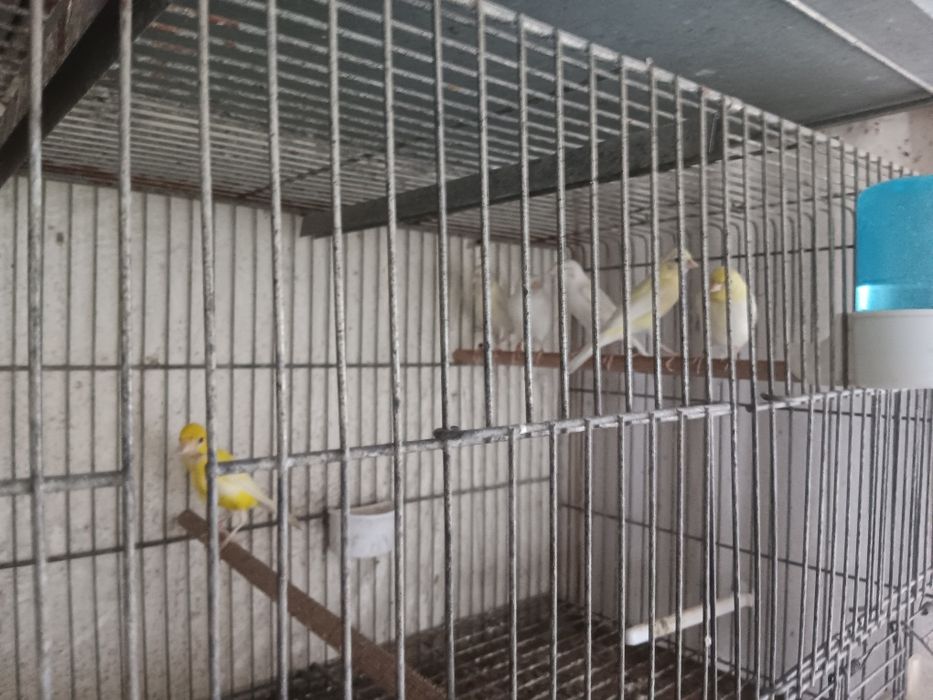 Canários raça espanhola