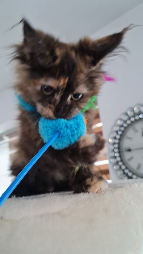 Maine coon  kotka  czarna  szyrkletka