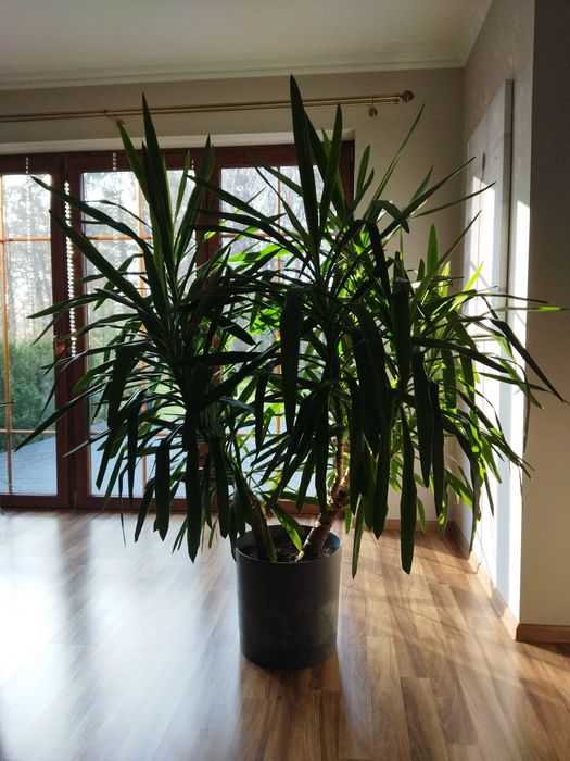 Yuka doniczkowa 2 metry