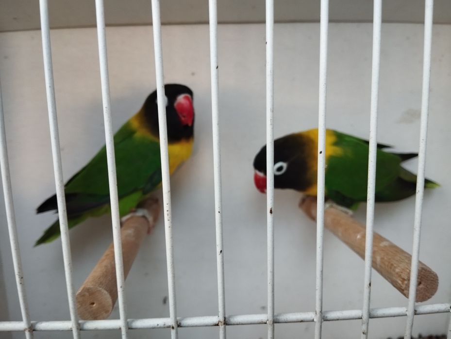 Nierozłączeki  czerwonoczelne para