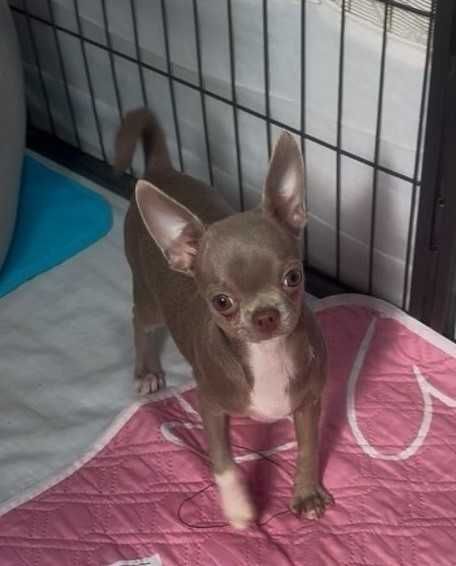 Лілова красуня - Чихуахуа. Лілова дівчинка у продажу.