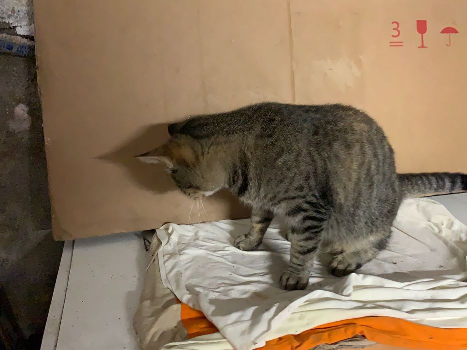 URGENTE Gata para adopção responsável