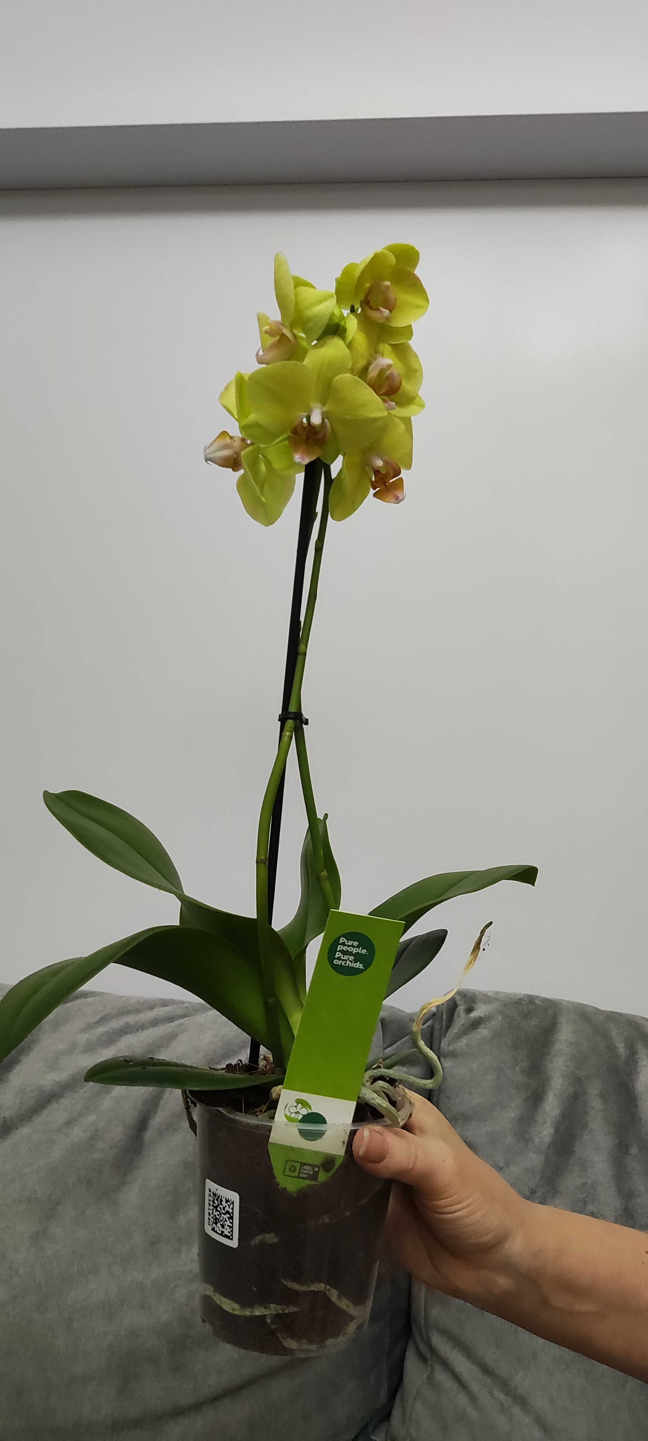 Орхідеї сортові з Голандії