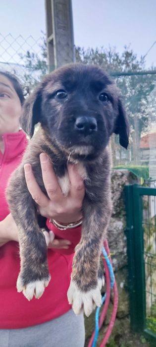 Cães de gado - mês e meio -Adoção urgente