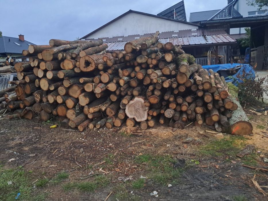 Dąb dab Brzoza opal drewno drzewo