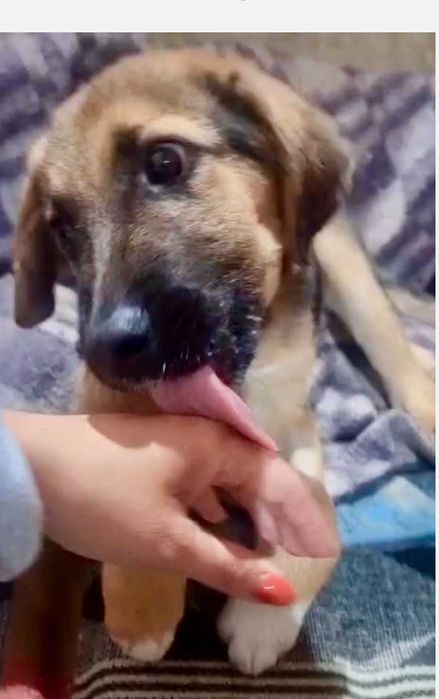 SNICERS  cichy, łagodny  szczeniak  uratowany w Bułgarii