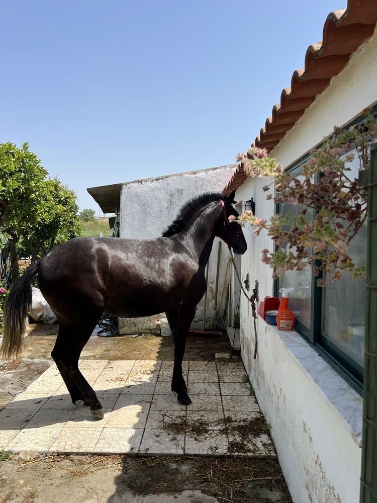 Vende-se expecional Poldra PSL