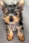 Yorkshire terrier   Exelenfte qualidade  ATENÇÃO  PREÇO SÓ HO