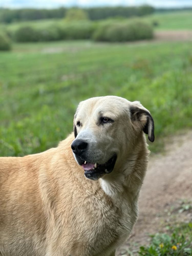 Nanga suczka, owczarek środkowoazjatycki do adopcji
