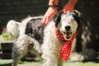 Adopcja pies niepełnosprawny niewidomy Pies Bohater Kundelek łatki