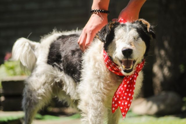 Adopcja pies niepełnosprawny niewidomy Pies Bohater Kundelek łatki