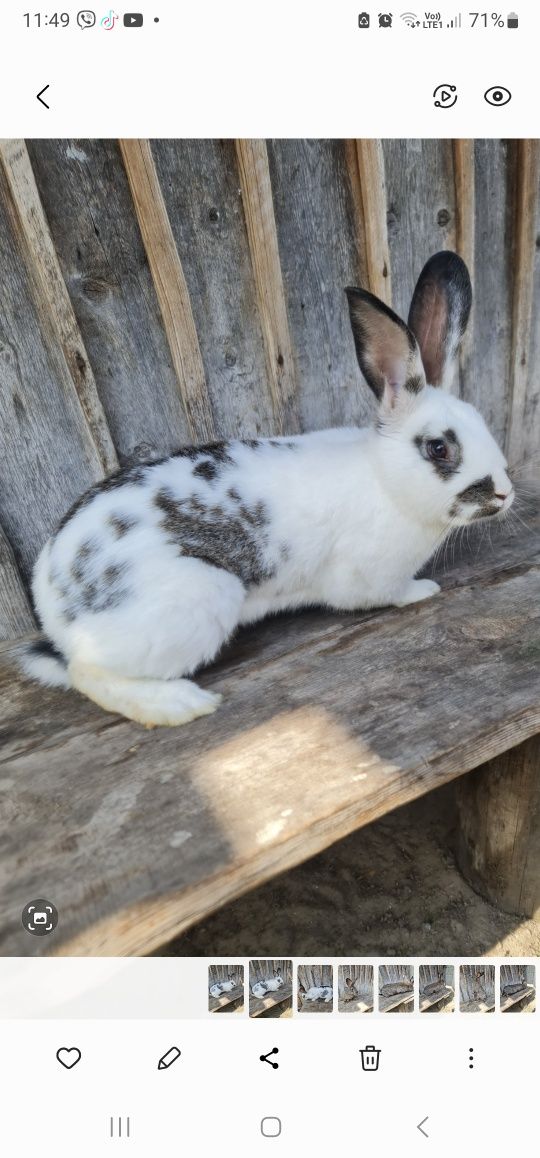 Продам кролів велетнів
