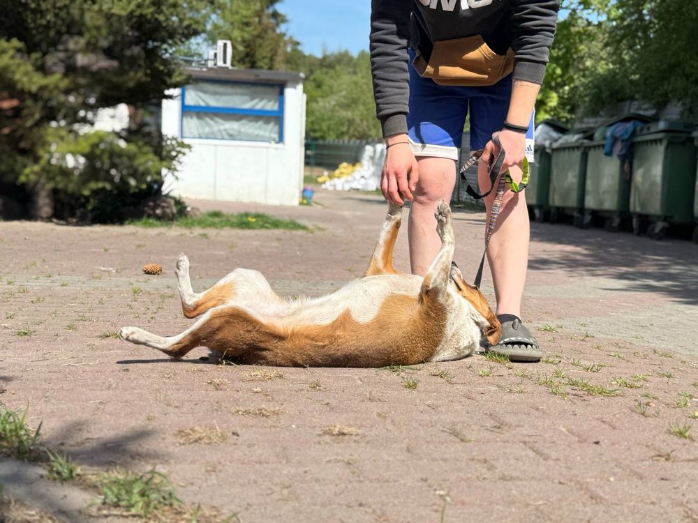 Rossi - proludzka, młoda sunia z problemami zdrowotnymi szuka domu!