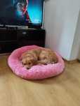 Golden retriever suczka