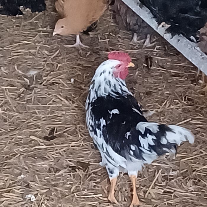 Sprzedam  koguta  orpintona