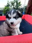 Szczeniak alaska malamute