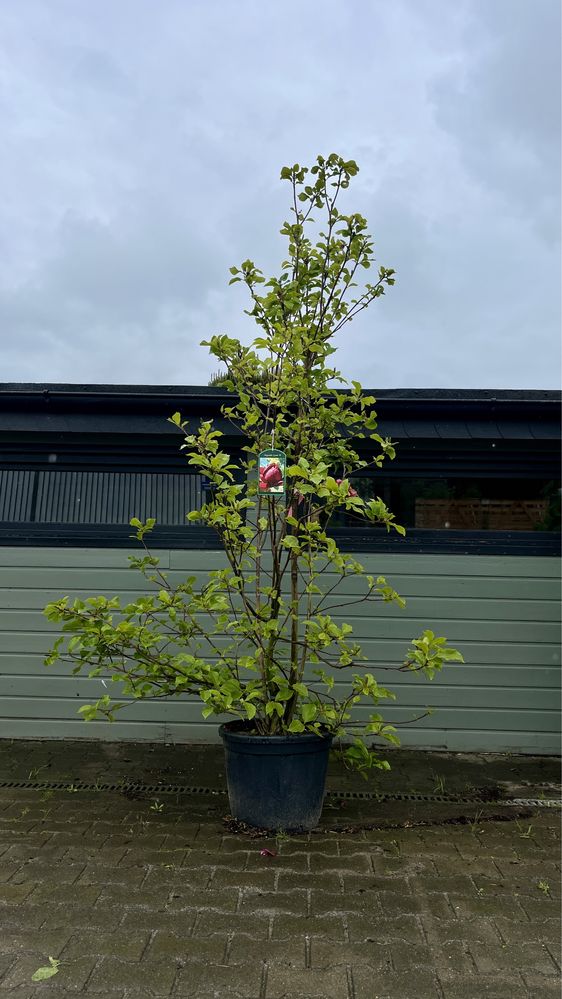 Bajeczna magnolia Genie, bordowe kwiaty, duża sadzonka