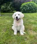 Golden Retriever FCI