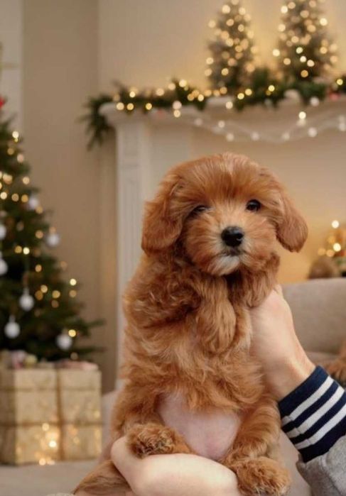 Крошка карамелька мальтипу.