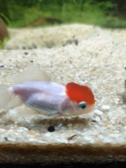 Welonka tylko odbiór osobisty Rezerwacja