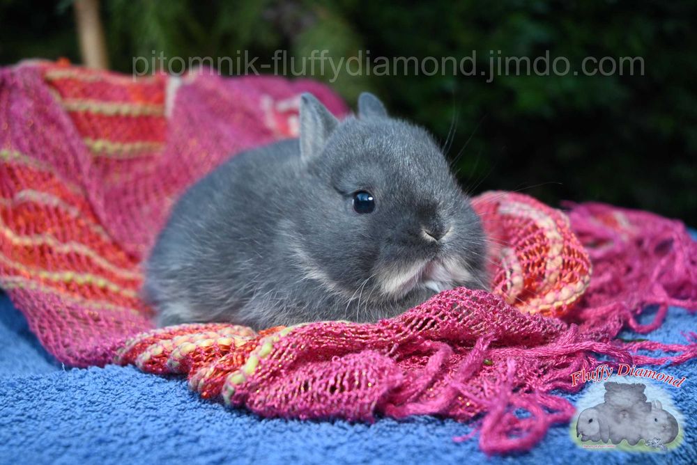 Нідерландський карлик. Кролик з маленькими вушками.