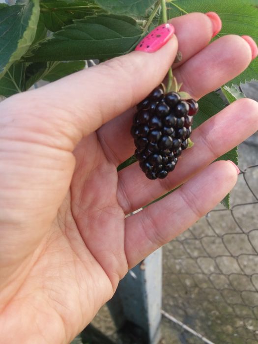 Ежевика Прайм Арк Фридом