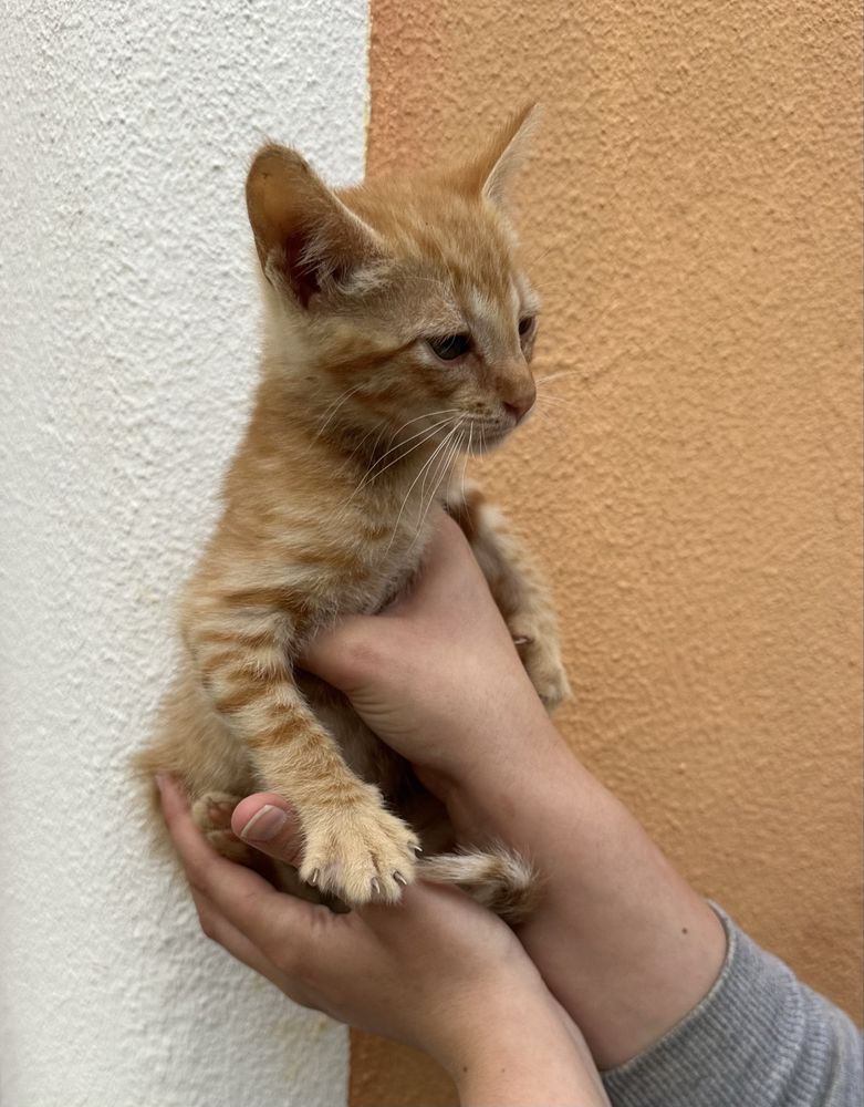 Gatos para adoção
