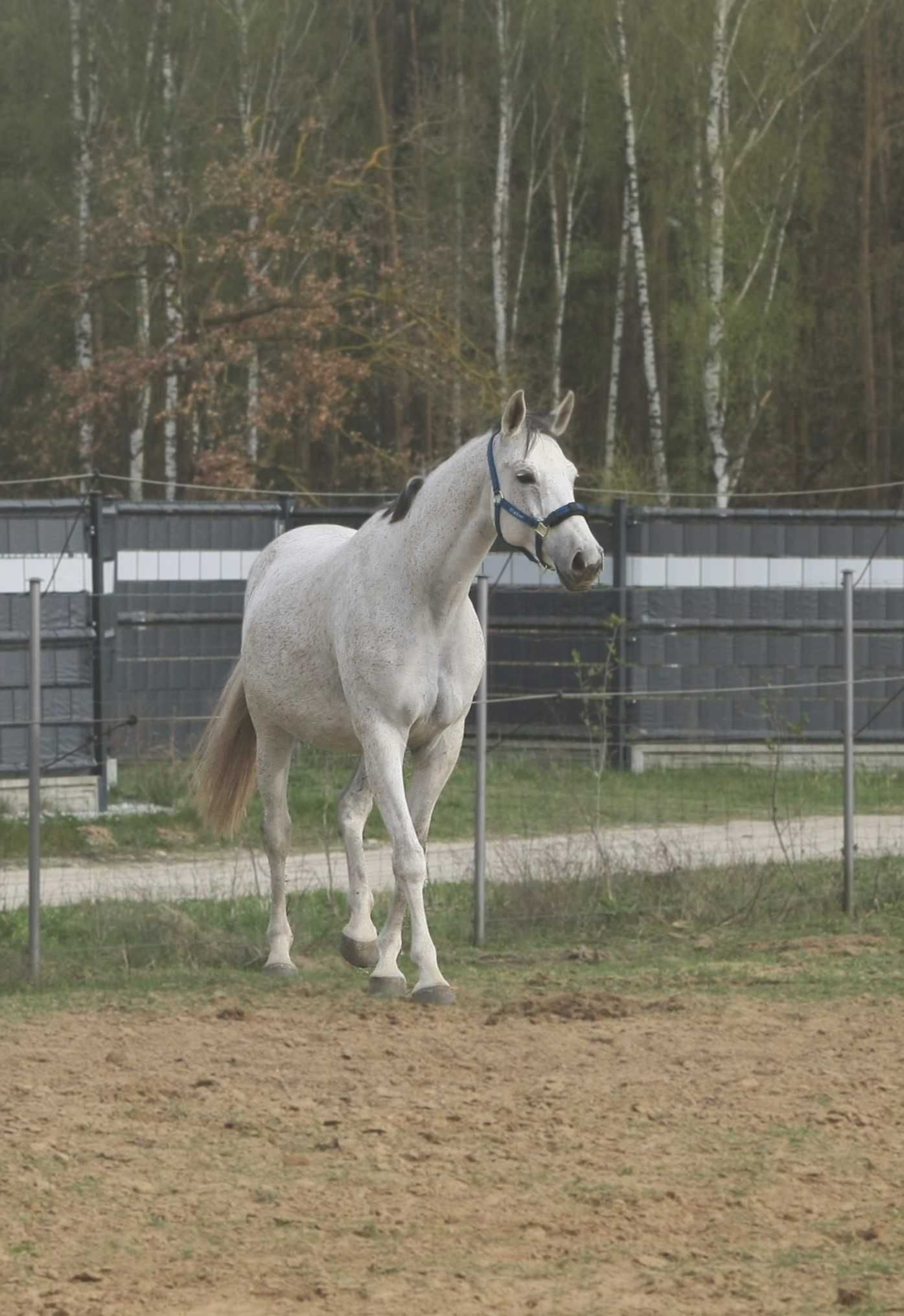 klacz wielkopolska do hodowli - siwa, 14 l., 168 cm / możliwa zamiana