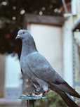 Pombo negaça (gascone)