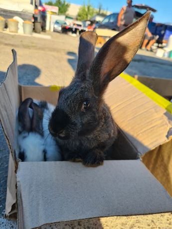 Продам кроликів.