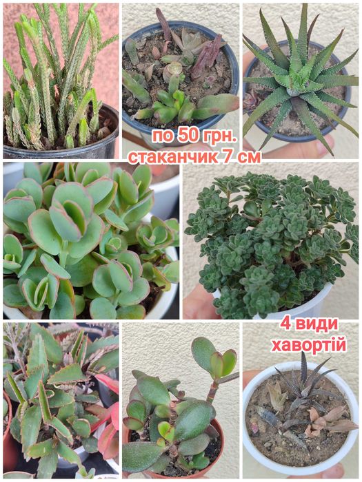 Сукуленти. Красула. Хавортія. Каланхое