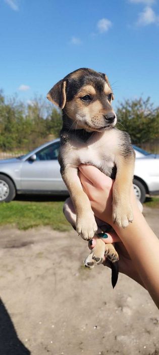 Oddam w dobre ręce suczke