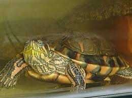 черепаха червоновуха 7 років