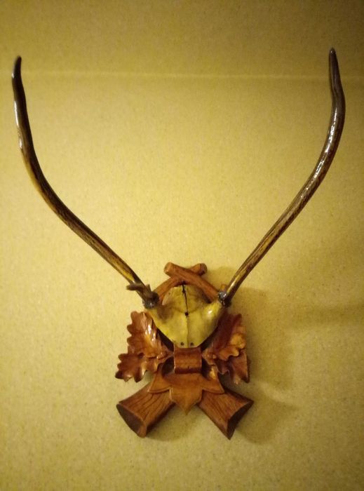 Роги оленя та гірського козла