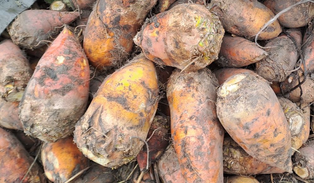 Буряк  кормовий.