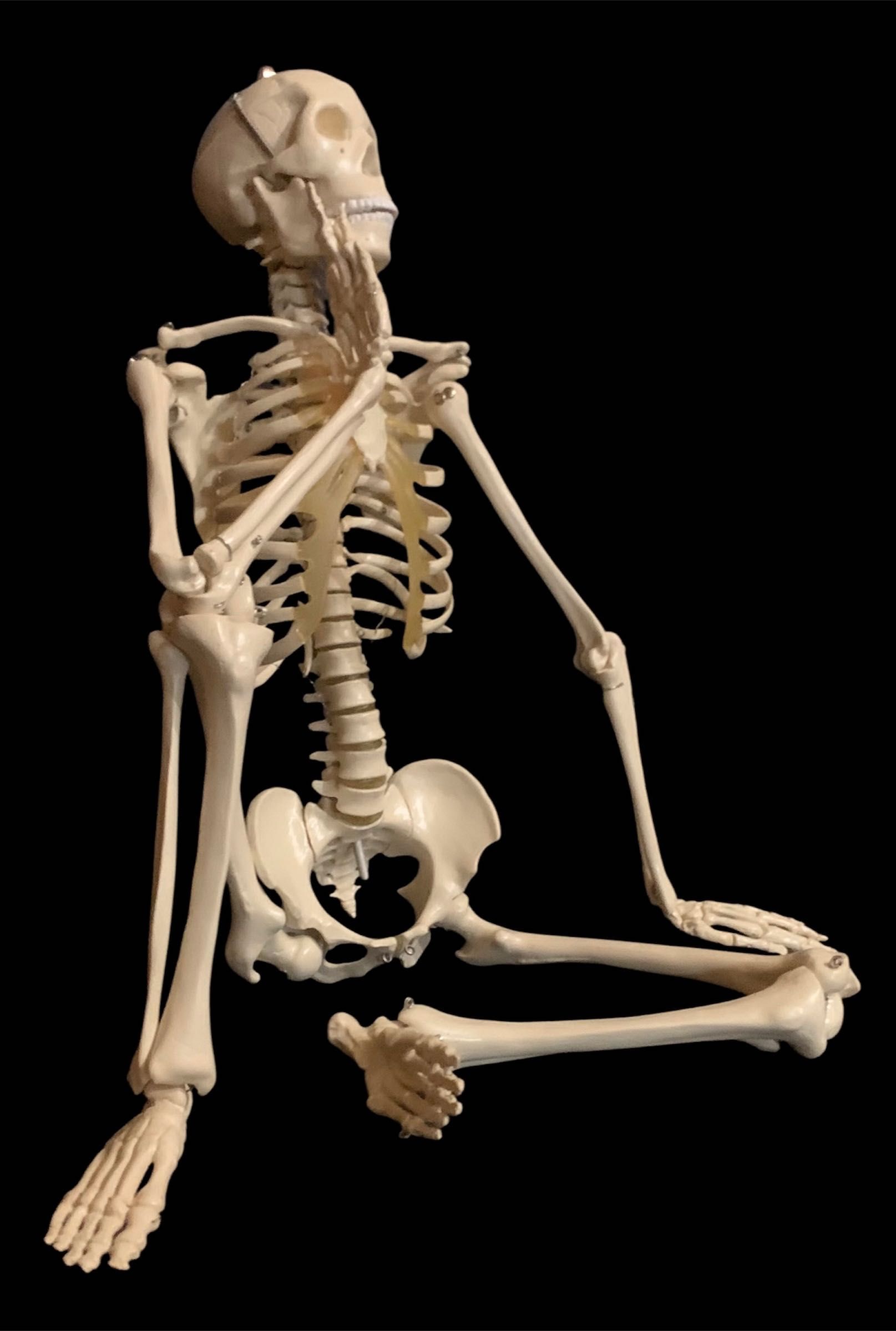 Скелет людини 65 см-анатомічна модель Rüdiger Anatomie/Denoyer, новий