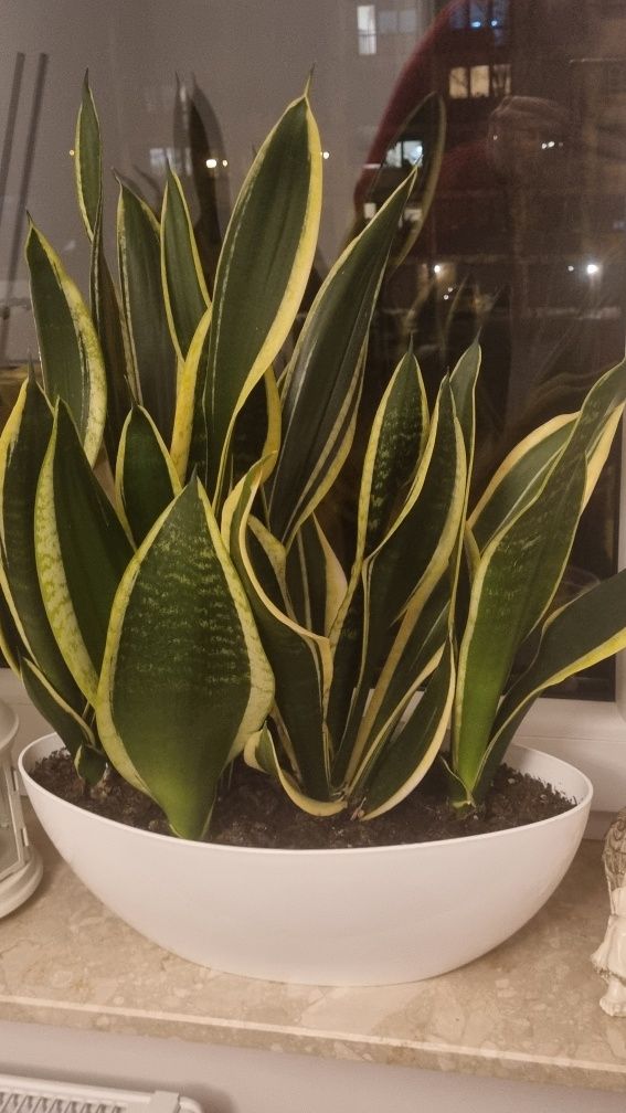 Sansevieria duża